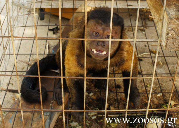 Μαϊμού ως «ατραξιόν» σε ταβέρνα στην Αγκάλη Χρυσής Ακτής της Πάρου (βίντεο)